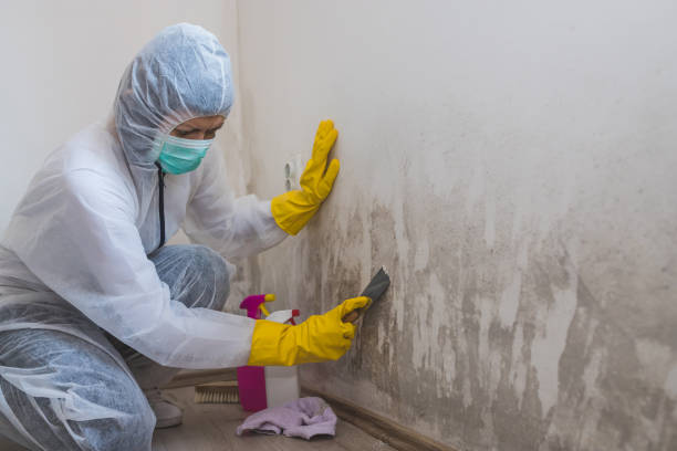 Best Local Mold Removal Service  in Crestwood Village, NJ