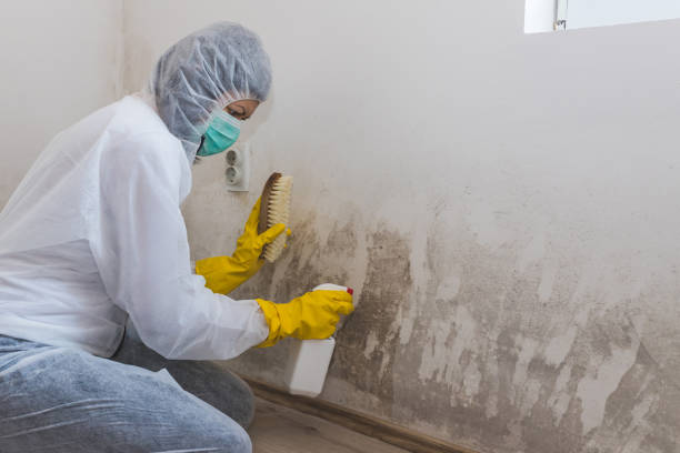 Best Attic Mold Removal  in Crestwood Village, NJ