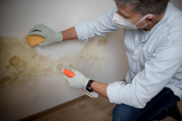 Mold Removal Process in Crestwood Village, NJ