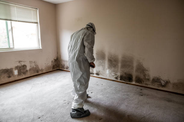 Mold Testing and Removal in Crestwood Village, NJ