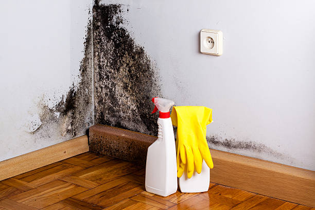 Best Office Mold Removal Services  in Crestwood Village, NJ